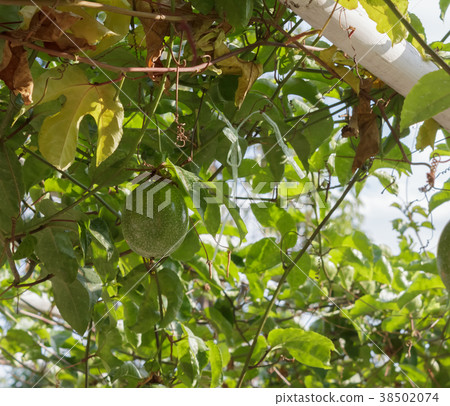 Passiflora foetida in the garden. Passiflora foetida in the garden. 38502074
