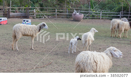 Sheep on the farm Sheep on the farm 38502077