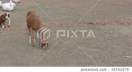 Sheep on the farm Sheep on the farm 38502078