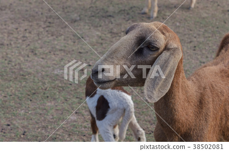 Sheep on the farm Sheep on the farm 38502081
