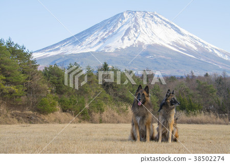 富士山和2隻狗 富士山和2隻狗 38502274