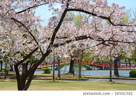 在福島縣郡山市市政廳前的開山山公園的櫻花 38502382