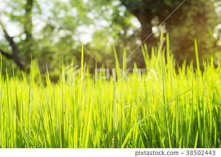 Green rice with nature. 38502443