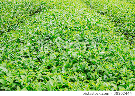 Growing tea with green background. 38502444