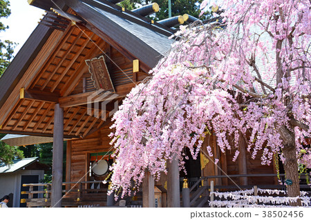 福島縣郡山市Kaseiyama Daijingu的櫻花 38502456