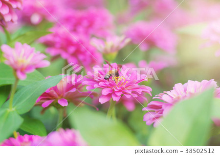 Pink flowers with beauty. 38502512