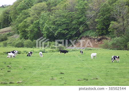 Grazing _ Kobe Town Grazing _ Kobe Town 38502544