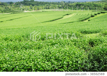 tea farm with mountain background. 38502569