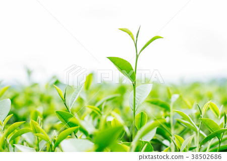 young tea leaves on white background. 38502686