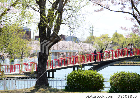 福島縣郡山市的Kaiseiyama公園的櫻花 38502819