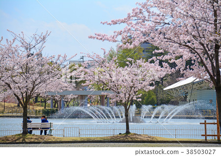 福島縣郡山市的Kaiseiyama公園的櫻花 福島縣郡山市的Kaiseiyama公園的櫻花 38503027