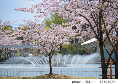 福島縣郡山市的Kaiseiyama公園的櫻花 福島縣郡山市的Kaiseiyama公園的櫻花 38503028