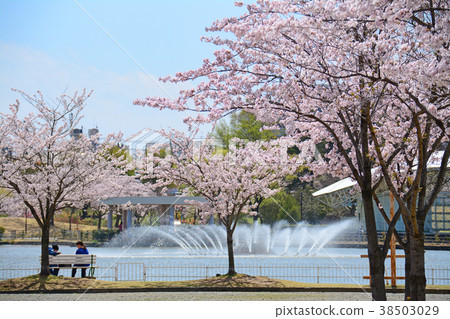 福島縣郡山市的Kaiseiyama公園的櫻花 福島縣郡山市的Kaiseiyama公園的櫻花 38503029