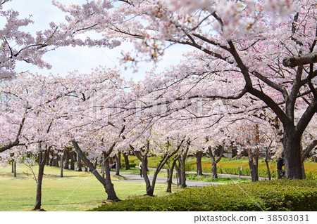 福島縣郡山市的Kaiseiyama公園的櫻花 福島縣郡山市的Kaiseiyama公園的櫻花 38503031