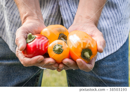 Farmer holding fresh peppers. Food, agriculture 38503193