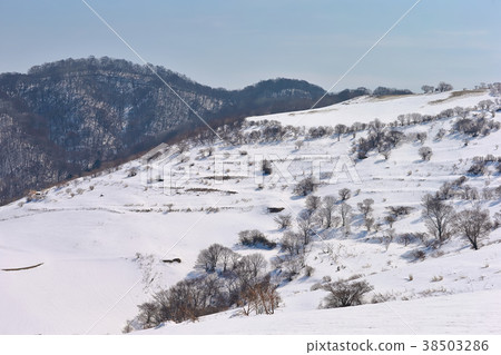 Onogahara Onogahara 38503286