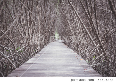 Wood boardwalk between Mangrove forest Wood boardwalk between Mangrove forest 38503878