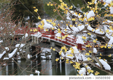 太宰府天滿宮在雪地裡 38503930