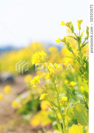 Rape blossoms Rape blossoms 38503975