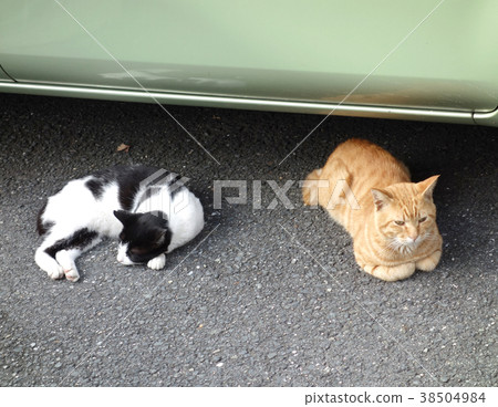 Cats resting in the shade of a car 38504984