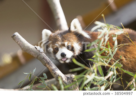 Omuta City Zoo Lesser Panda, 38504997