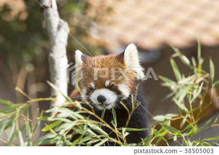 大牟田市動物園小熊貓， 38505003