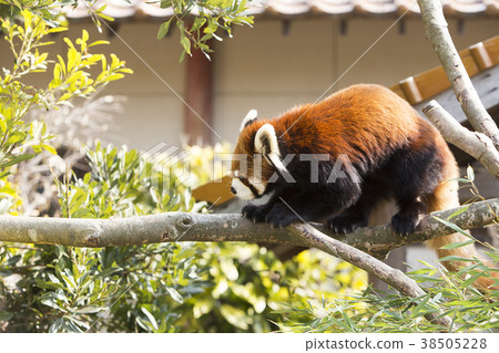 Omuta City Zoo Lesser Panda, 38505228