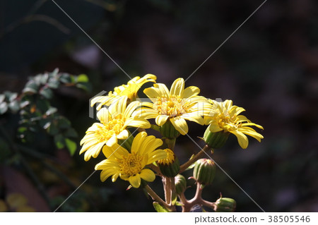 大吳風草 38505546