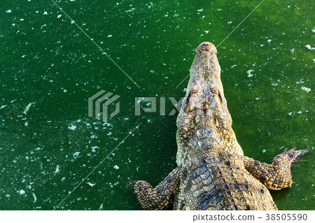 Wildlife crocodile in the water 38505590
