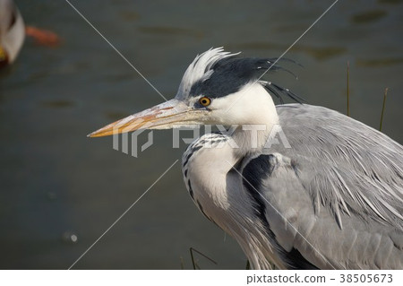 灰鷺 38505673