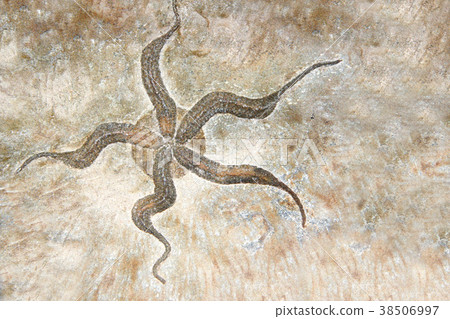 Petrified fossil starfish 38506997