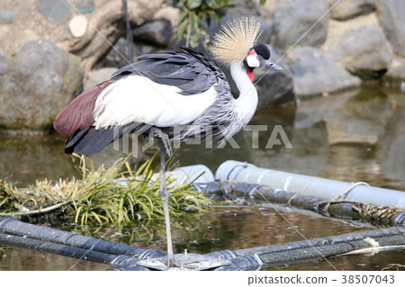 White-crowned crane White-crowned crane 38507043