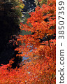 Autumn leaves of the Kinzo Drop Valley 38507359