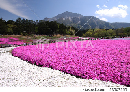 Chichibu Shiba Sakura no Oka 38507365