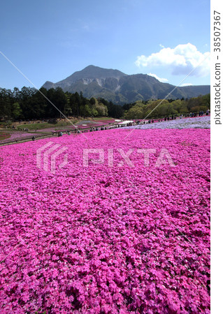 Chichibu Shiba Sakura no Oka 38507367