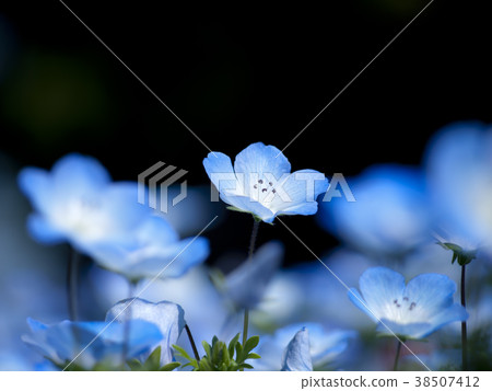 Nemophila 38507412