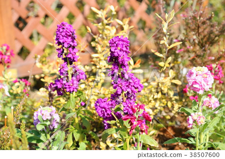 庫存花 庫存花 38507600