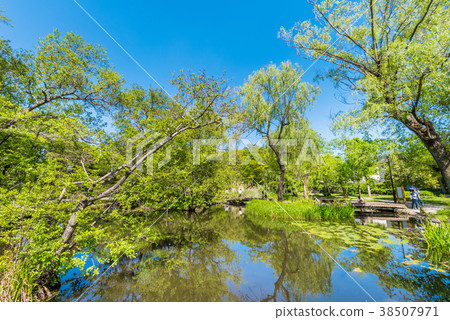 Fresh green Shakujii Park 38507971
