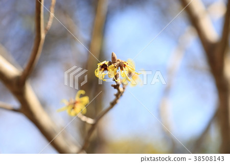金縷梅花 38508143