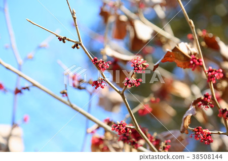 Aka Bana Mansaku之花 Aka Bana Mansaku之花 38508144