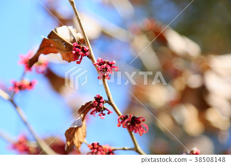 Flower of Aka Bana Mansaku 38508148