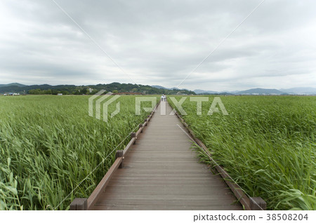 順天灣，順天市，全南 38508204