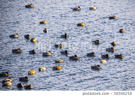 Soyang River, Chuncheon City, Gangwon Province Soyang River, Chuncheon City, Gangwon Province 38508258