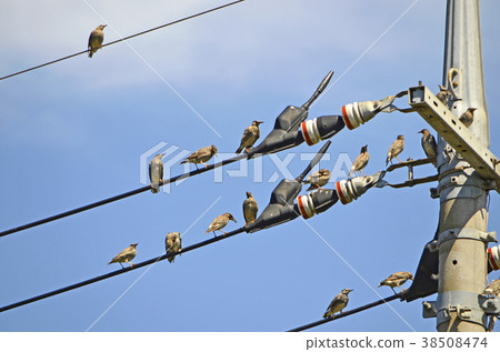 椋鳥星（橡膠） 38508474