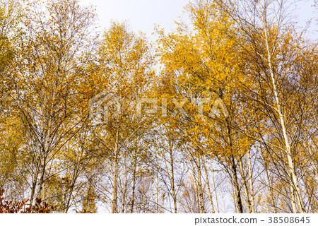 Birch, Circular Birch Forest, Yuan Duan, Inje-gun, Gangwon-do 38508645
