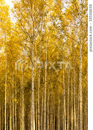 Birch, Circular Birch Forest, Yuan Duan, Inje-gun, Gangwon-do 38508656