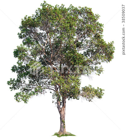 isolated tree on white background 38509037