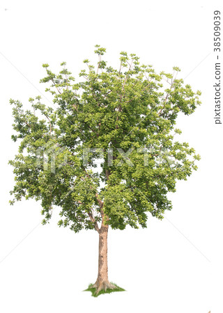 isolated tree on white background 38509039
