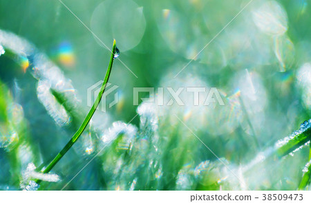 Frozen grass 38509473