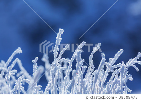 Frozen grass Frozen grass 38509475